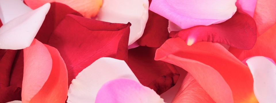 Petali di rosa artistici